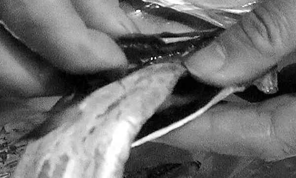 甲醛帶魚流入市場3 甲醛帶魚流入市場3